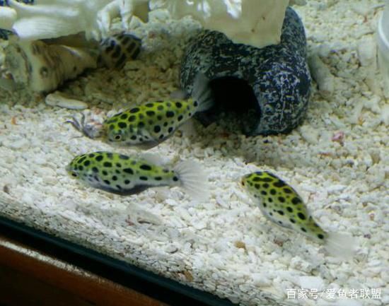 潛水艇魚繁殖期如何控制水質？，潛水艇魚繁殖期水流控制技巧