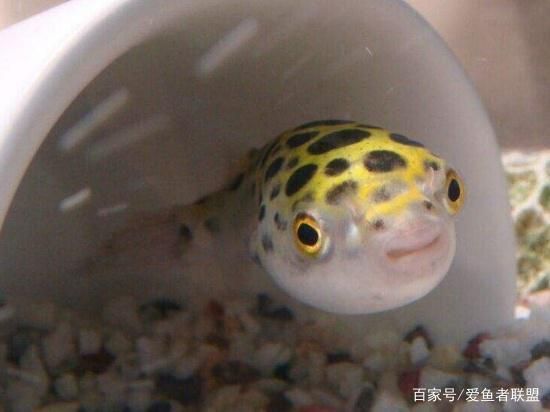 潛水艇魚繁殖期如何控制水質？，潛水艇魚繁殖期水流控制技巧