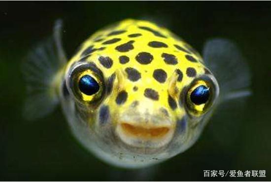 潛水艇魚繁殖期如何控制水質？，潛水艇魚繁殖期水流控制技巧