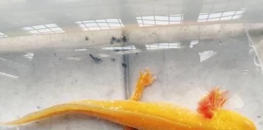 龍魚咬人了怎么辦啊：被龍魚咬傷后的急救方法，龍魚日常護理技巧，