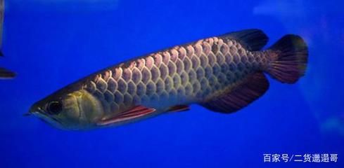 飼養金龍魚最佳水溫是多少合適：金龍魚的最佳水溫是多少