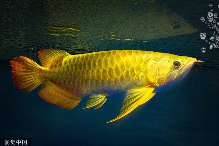 金龍魚辨別公母圖片