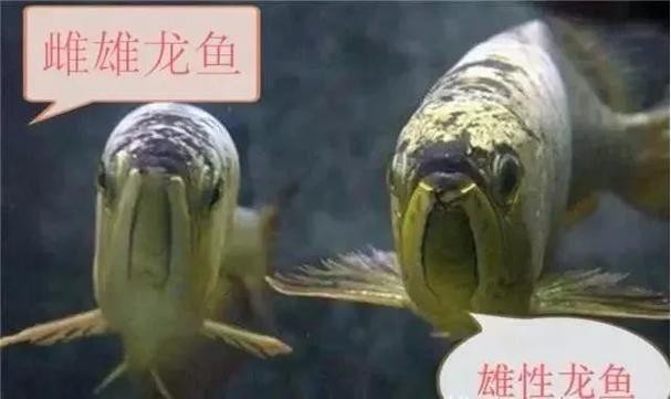 金龍魚辨別公母圖片