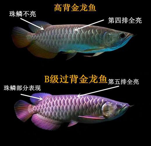 金龍魚辨別公母圖片