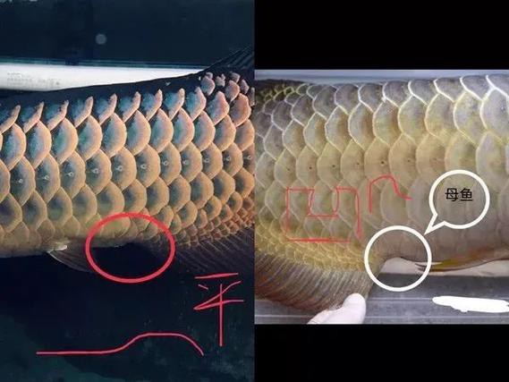 金龍魚辨別公母圖片