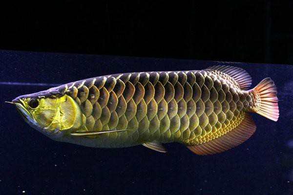 金龍魚辨別公母圖片