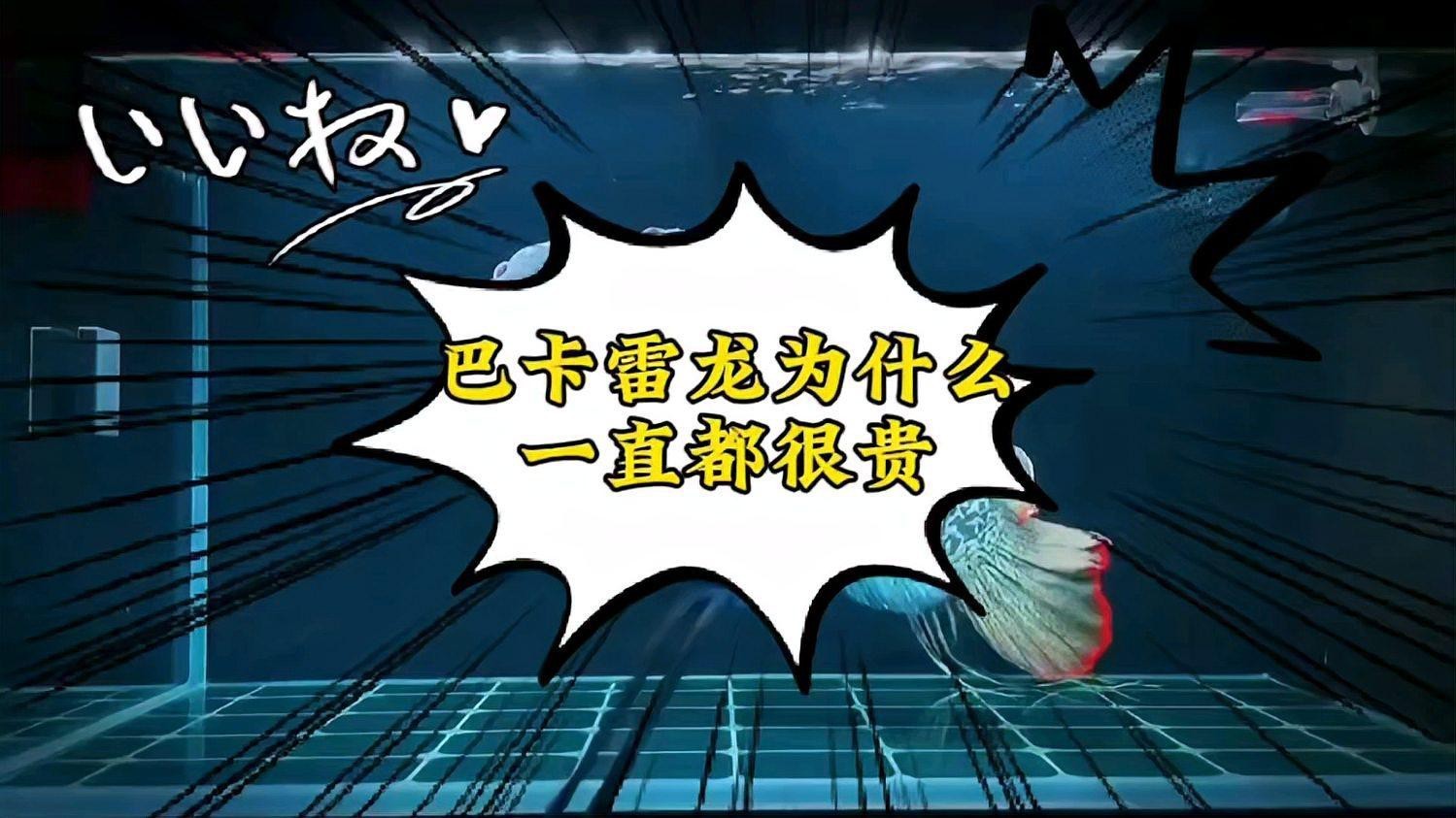 哪種雷龍魚最貴？