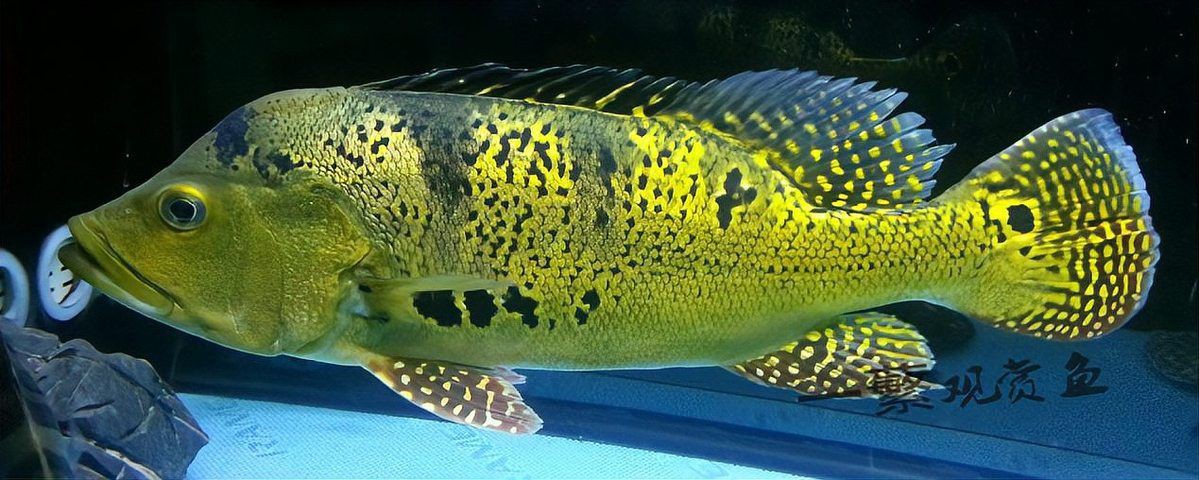 金老虎魚和巴西亞區分