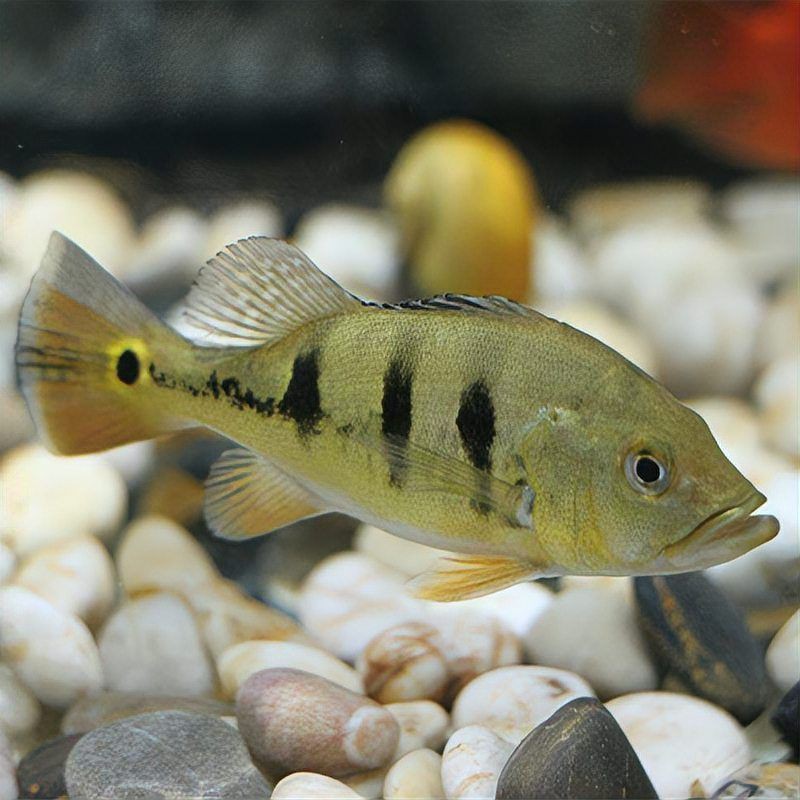 金老虎魚和巴西亞區分