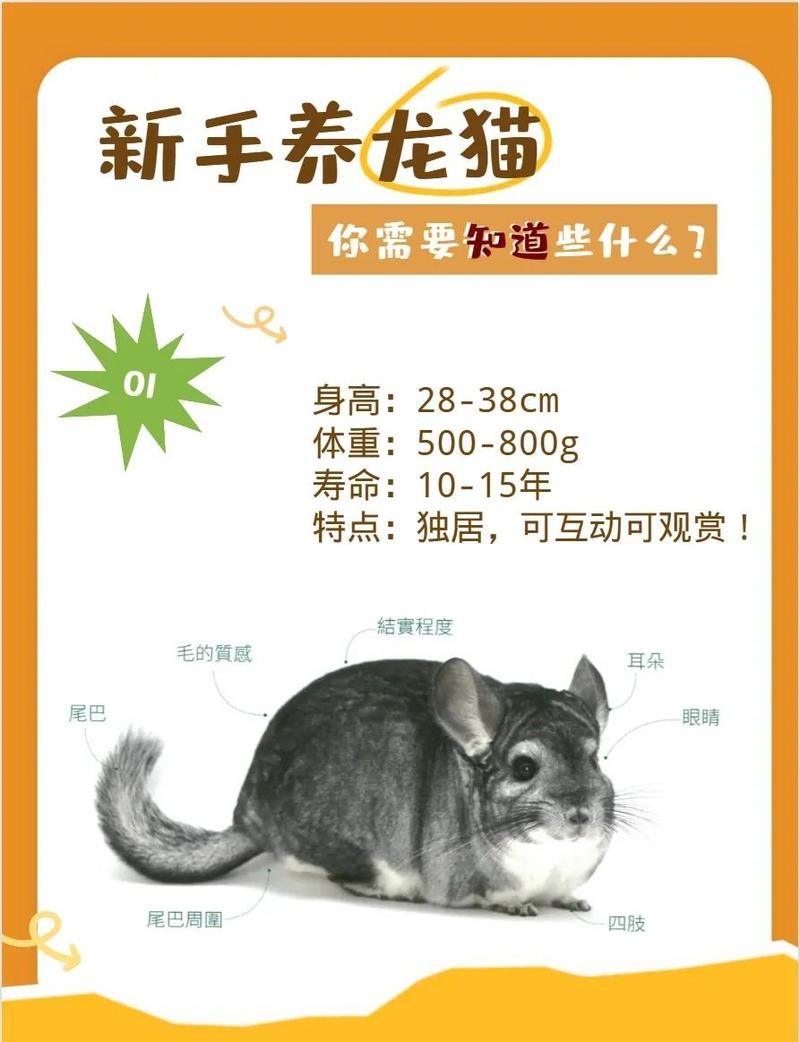 龍貓和貓咪哪個更獨立？