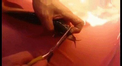 龍魚翹頭手術：龍魚翹頭手術引發(fā)爭議