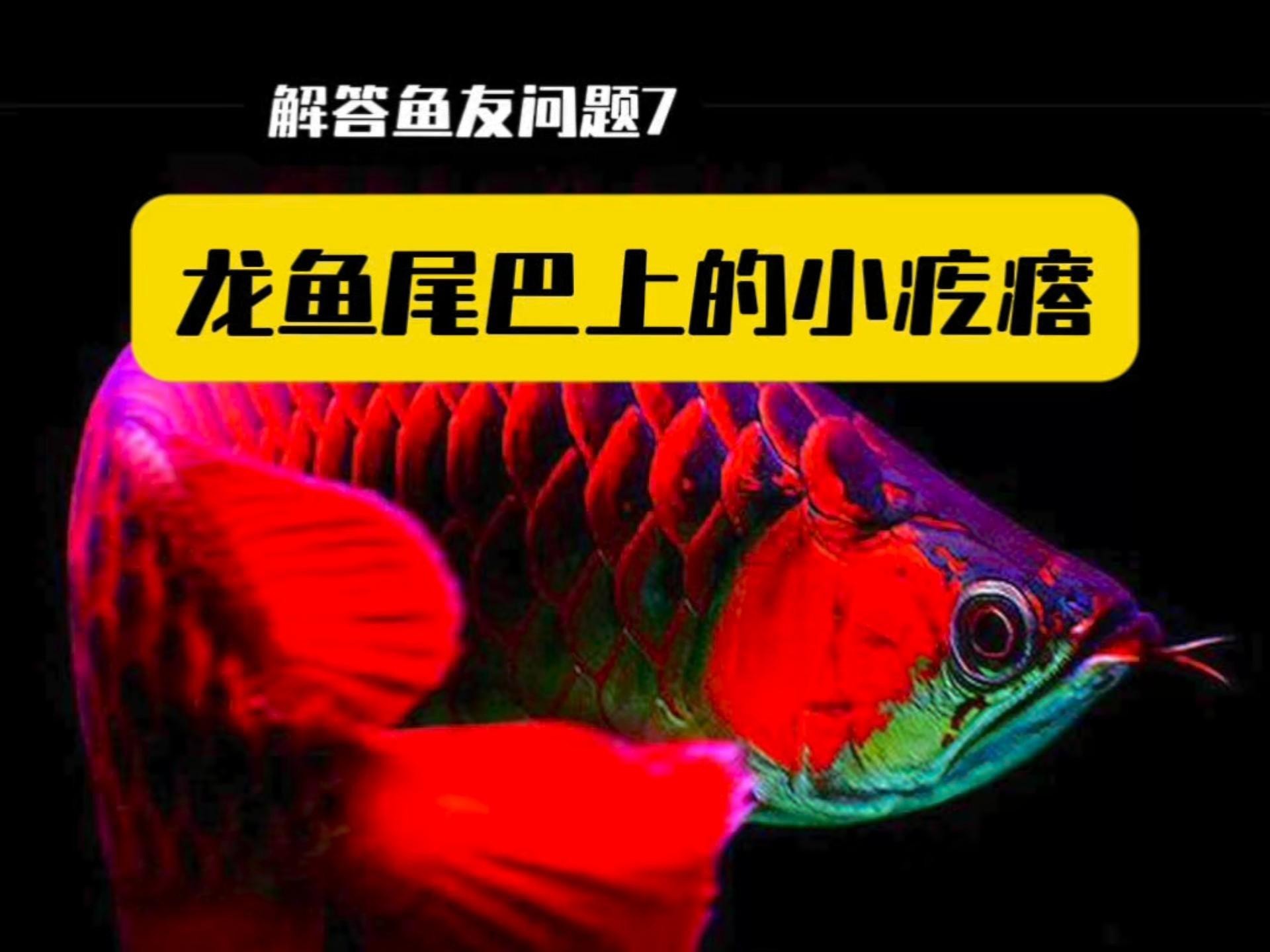 如何預防龍魚感染外寄生蟲？