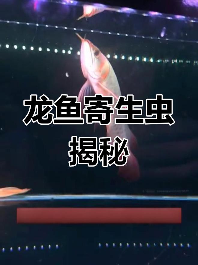 如何預防龍魚感染外寄生蟲？