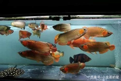 那種龍魚最認人：哪種龍魚最認人