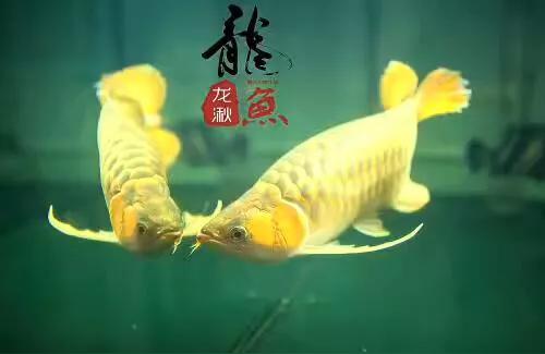 金龍魚掉尾能恢復嗎