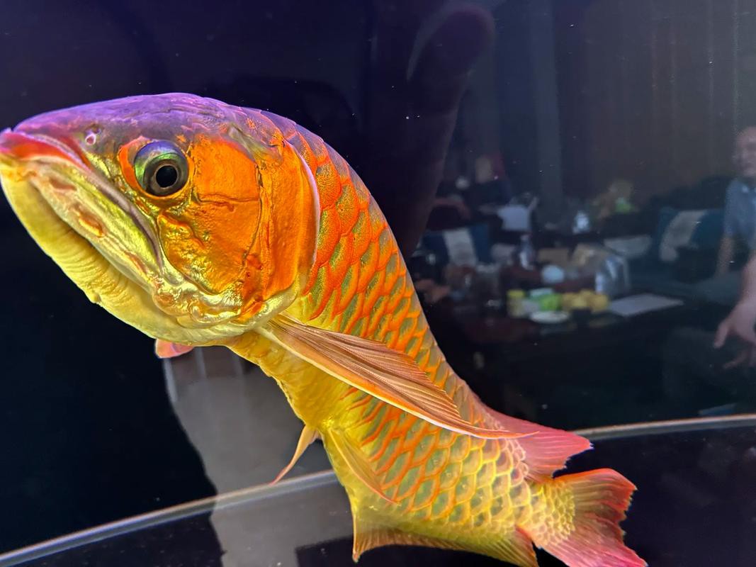 小紅龍魚一般多少錢一只