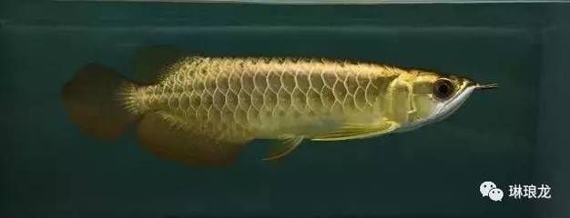 最大金龍魚(yú)（世界上最大的金龍魚(yú)體長(zhǎng)可以達(dá)到80厘米，而最大的體重有61斤）