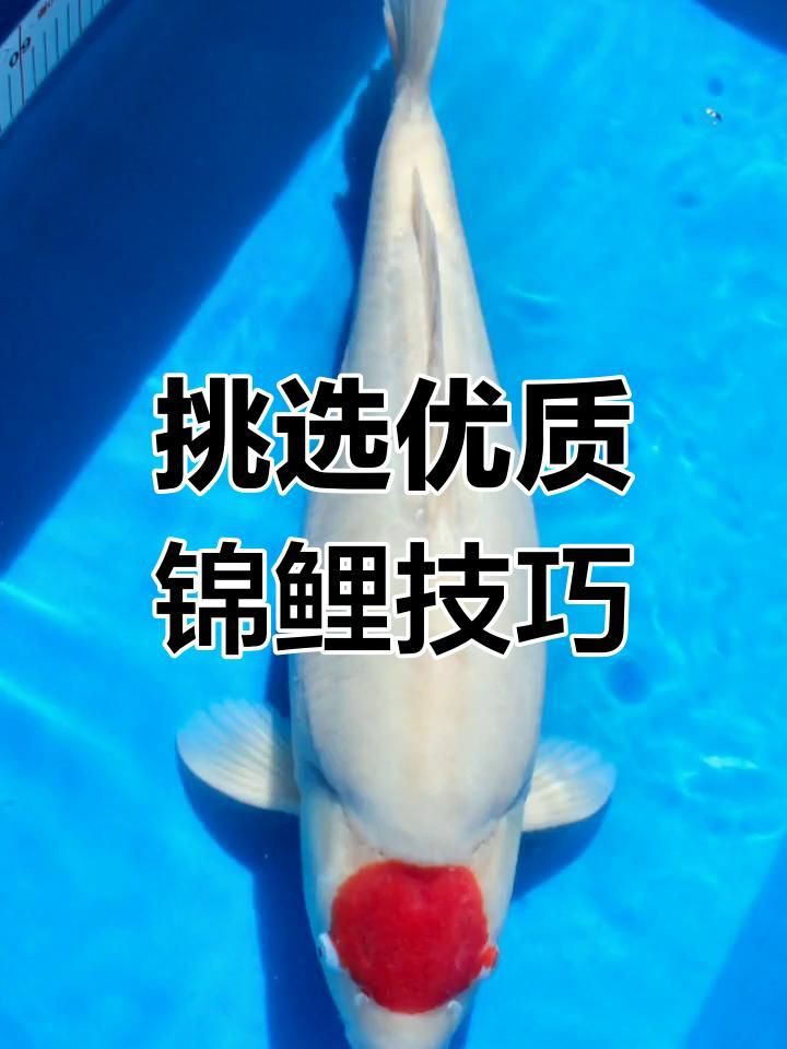 錦鯉丹頂怎么辨別好壞
