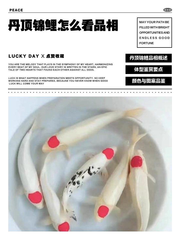 錦鯉丹頂怎么辨別好壞