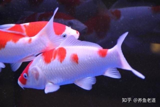 龍魚嘴巴爛了會(huì)傳染嗎？