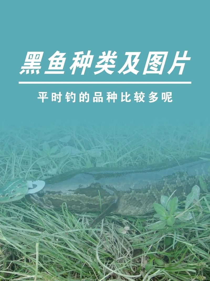 黑龍魚圖片高清圖