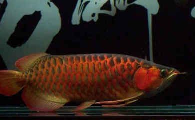 龍魚的養(yǎng)護和管理方法：龍魚吃飼料品牌推薦：龍魚吃飼料營養(yǎng)成分分析龍魚馴食技巧分享