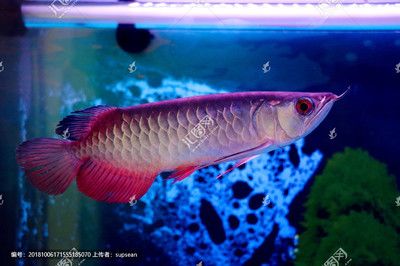 龍魚脫鱗怎么辦小妙招：龍魚脫鱗怎么辦