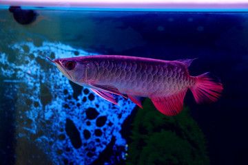 龍魚脫鱗怎么辦小妙招：龍魚脫鱗怎么辦