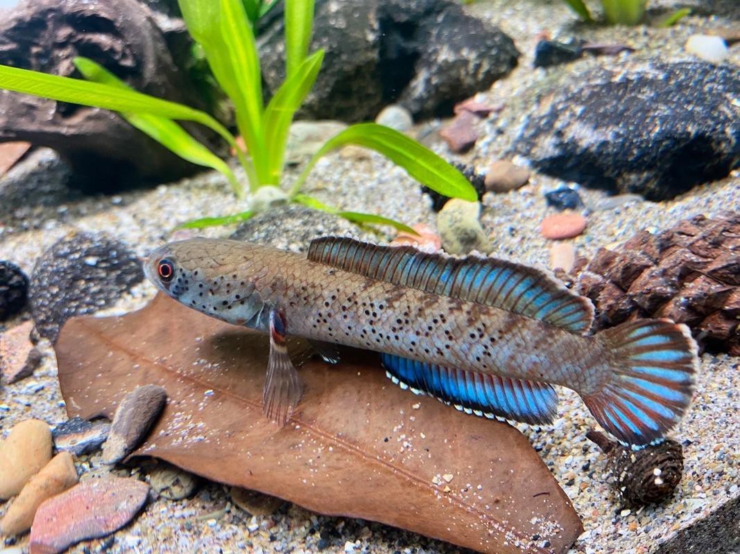 哪種雷龍魚品種最具觀賞價值？