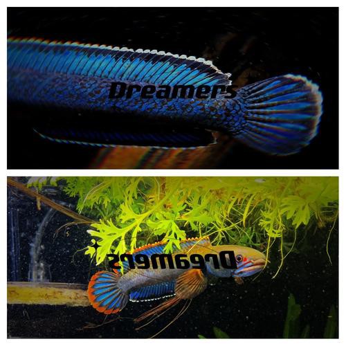 哪種雷龍魚品種最具觀賞價值？