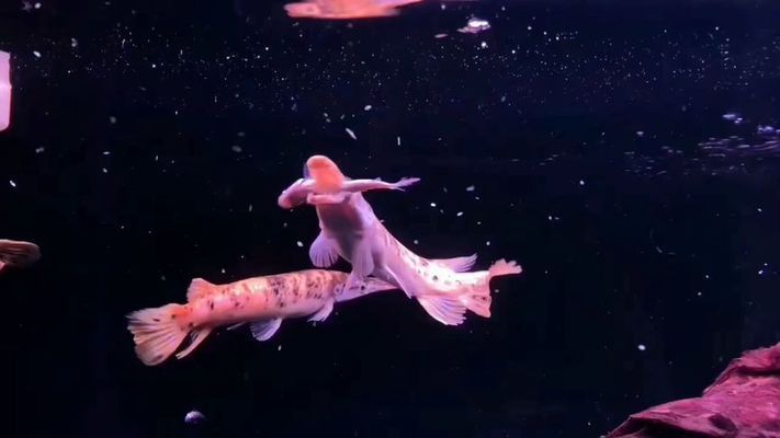皇家火箭魚飼料品牌推薦：如何判斷皇家火箭魚飼料質量