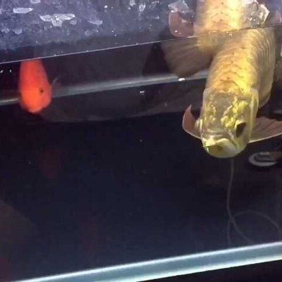 金龍魚有多兇猛：金龍魚在自然界中具有較強的捕食能力和潛在的危險性