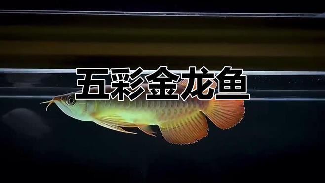 紅龍魚圖片高清電腦桌面壁紙
