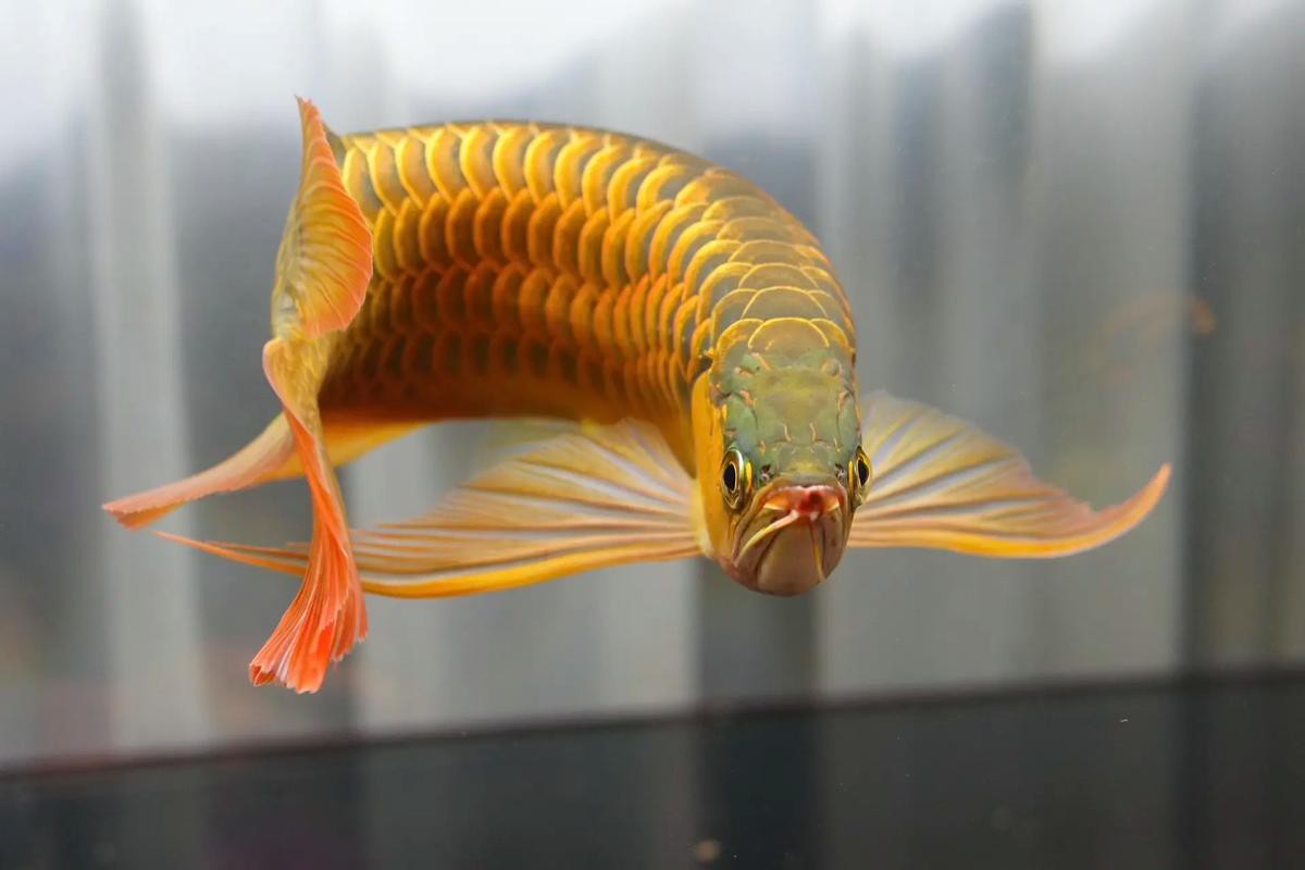 紅龍魚圖片高清電腦桌面壁紙