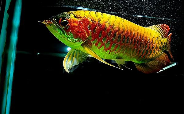 紅龍魚圖片高清電腦桌面壁紙