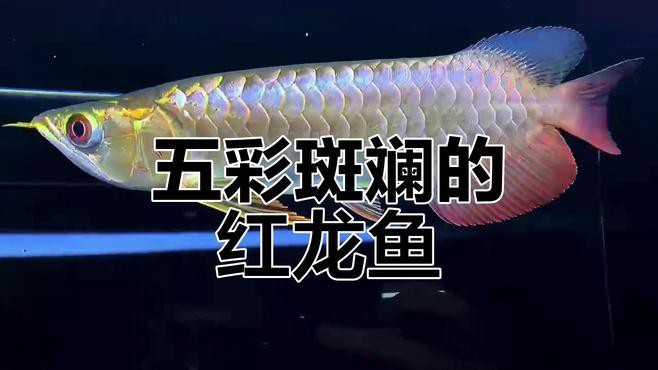 紅龍魚圖片高清電腦桌面壁紙