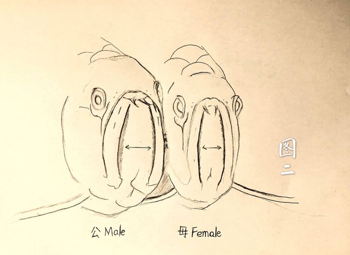 龍魚公母怎么區分（區分龍魚的公母可以通過觀察其外觀來進行觀察其外觀特征來進行）
