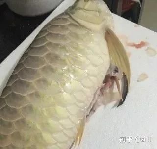 龍魚為什么突然暴斃了一條魚：龍魚作為觀賞魚中的珍品突然暴斃可能會讓飼養者感到困惑和傷心