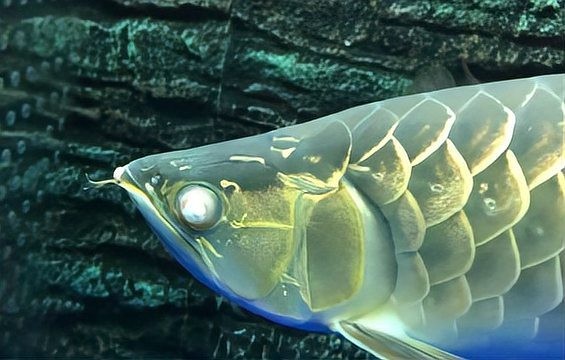 龍魚外蒙眼和內(nèi)蒙眼的區(qū)別