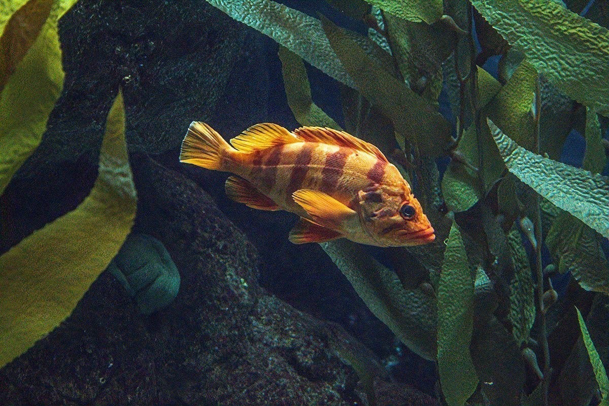 銀龍魚爛鱗圖片大全大圖