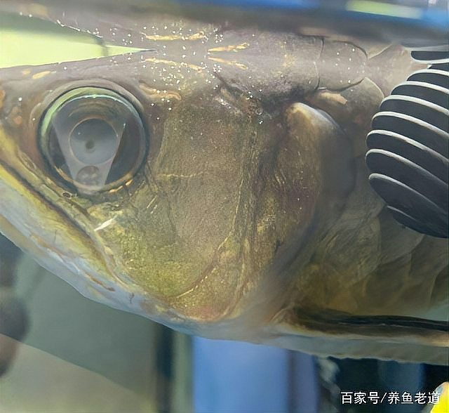龍魚蒙眼能喂食嗎
