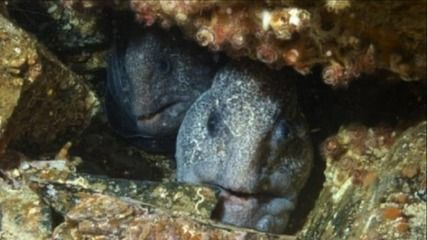 自己養的龍魚死了能吃嗎：自家養死的金龍魚可以吃但不建議食用，飼養過程中要注意什么