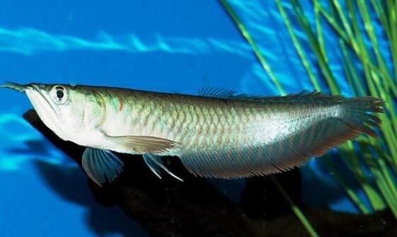 自己養(yǎng)的龍魚死了能吃嗎：自家養(yǎng)死的金龍魚可以吃但不建議食用，飼養(yǎng)過程中要注意什么