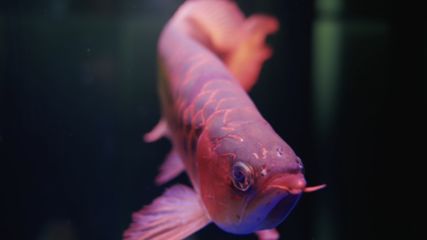 紅龍魚尾巴發(fā)黑怎么回事：紅龍魚尾巴發(fā)黑可以采取什么措施