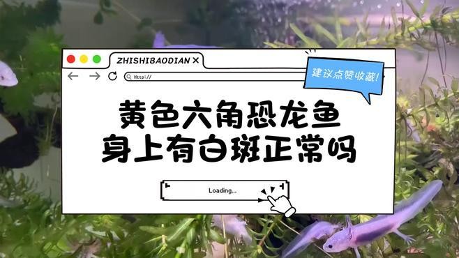 銀龍魚身上有白點是怎么回事圖片視頻講解大全