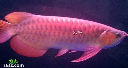 龍魚白點(diǎn)病的治療方法（治療龍魚白點(diǎn)病的方法）