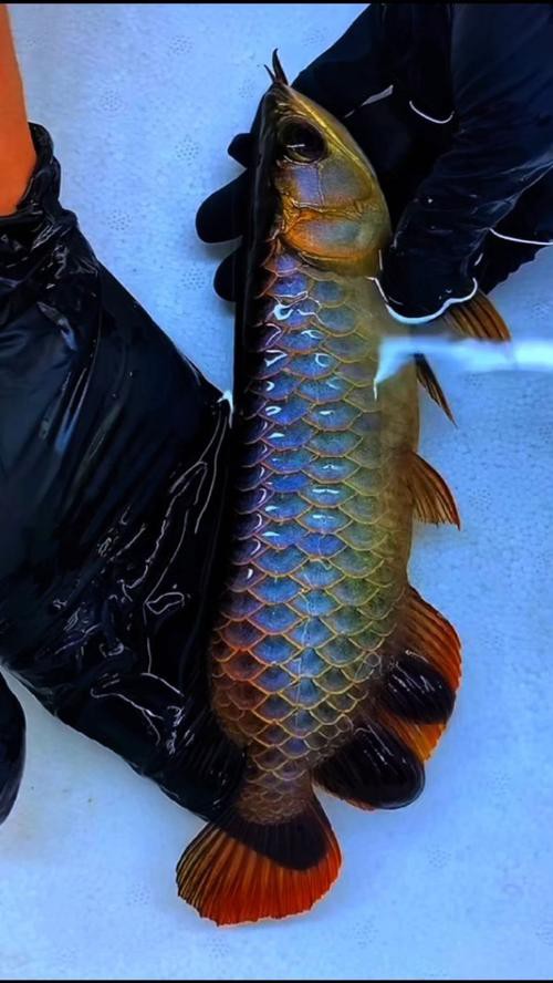 藍底過背金龍魚的價格范圍