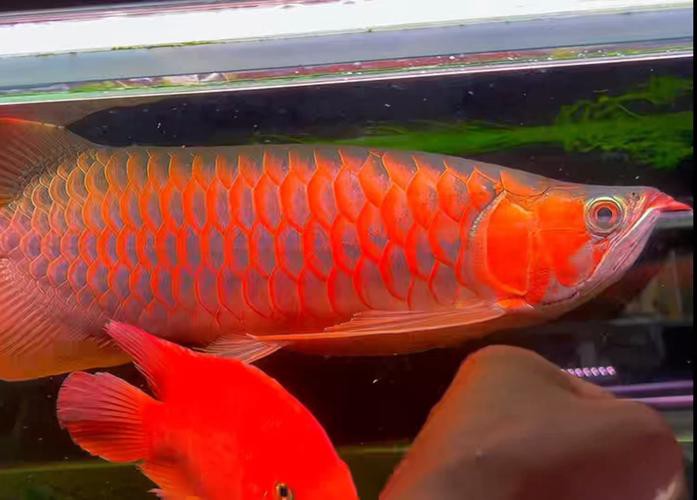 如何辨別大湖紅龍魚的真偽？