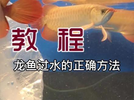 網上買龍魚