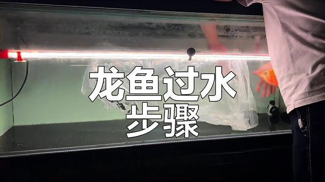 網上買龍魚